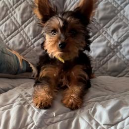 Yorkshire Terrier Puppies from Palolo Yorkies