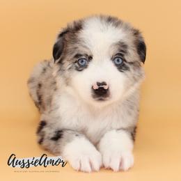 Bi Blue Merle 2 blue eyes - Blue merle male Miniature Australian Shepherd puppy in Pinehurst, Texas from Aussie Amor