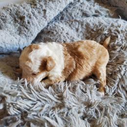 Aussiedoodle Puppies from Down Under Doodles