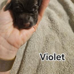 Violet - Liver and white female German Shorthaired Pointer puppy in Norwich, Connecticut from Parker's Pointers
