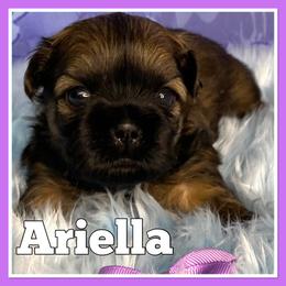 Shih Tzu Puppies from North State Shih tzus