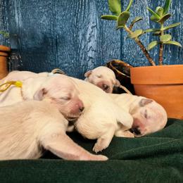 Pink Collar - Light golden female Golden Retriever puppy in El Campo, Texas from Starlight Goldens