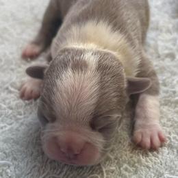 J2 Lilac Male - Lilac male Boston Terrier puppy in Mc Donough, Georgia from Ballard Boston Terriers
