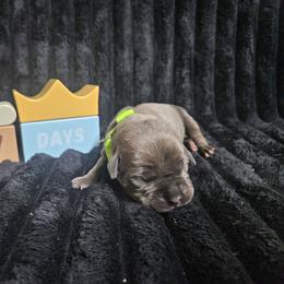 Green collar - Gray male Cane Corso puppy in Fritch, Texas from Carrie Brown's Cane Corsos