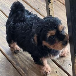 Louis (Louie) - Black and gold male Yorkipoo puppy in Duncan, South Carolina from Sonshine Yorkies