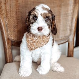 Teak - Chocolate male Australian Labradoodle puppy in Decatur, Alabama from Southern Meadows Doodles