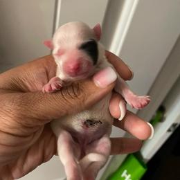 Girl 2 - Parti female Yorkshire Terrier puppy in Richland County, South Carolina from Nesha's Pawrific Tails
