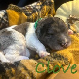 Girl 2 - Merle female Bernedoodle puppy in Coopersburg, Pennsylvania from Deutsch Hund Haus