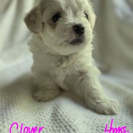 Maltipoo Puppies from Missy's Little Garden