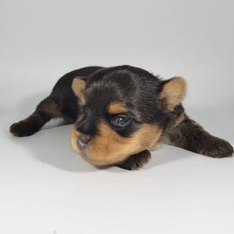 Orange collar girl - Black and tan female Yorkshire Terrier puppy in Jacksonville, Florida from Yorkieology