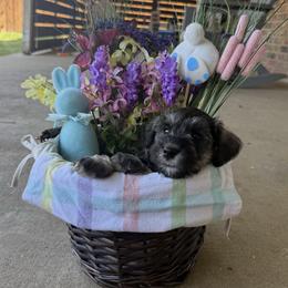 Boy 1 - Salt and pepper male Miniature Schnauzer puppy in Watauga, Texas from Sissy’s Schnauzers
