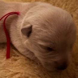 Red Collar - Wheaten female Scottish Terrier puppy in Chandler, Arizona from Azscotties.com