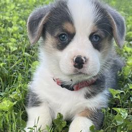 Pembroke Welsh Corgis from Sulphur Springs Corgis