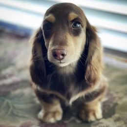 Jeordy - Dachshund