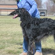 Drizzt - Borzoi