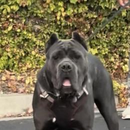 Blu - Cane Corso