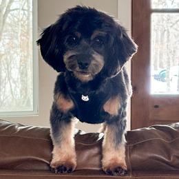 Mable - Cockapoo