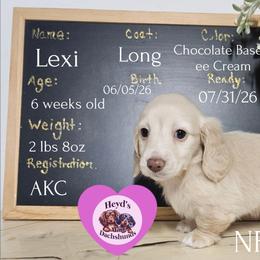 Lexi - Cream female Dachshund puppy in Hoquiam, Washington from Heyd's Mini Dachshunds
