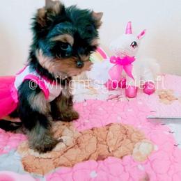 Yorkshire Terrier Puppies from Twilights Yorkies FL