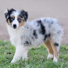 Ellis - Blue merle male Toy Australian Shepherd puppy in Wichita Falls, Texas from Shooting Stars Ranch Toy and Mini Aussies