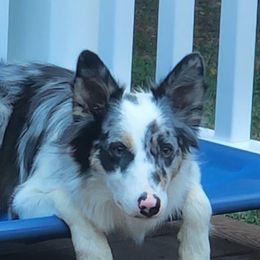 MYA - Border Collie
