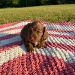 Ellie - Chocolate female Dachshund puppy in New Albany, Mississippi from Double A. Doxies