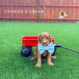 Cookies And Cream - Red  male Goldendoodle puppy in Dallas County, Texas from Dream A Little Doodle