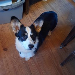 Sookie - Pembroke Welsh Corgi