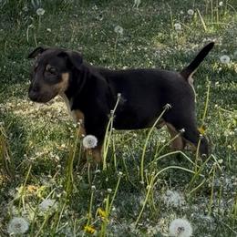 Mordi - Black tan and white male Bull Terrier puppy in Sprauge, Washington from Mark My Words Bull Terriers