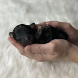 Red collar - Blue merle male Aussiedoodle puppy in Fairmount, Georgia from Muscadine Meadows Farm