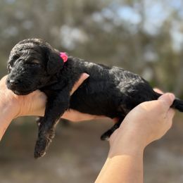 Mira - Phantom female Poodle puppy in Spring Hills, Florida from The Olympus Standard Poodle
