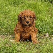 Larry - Wheaten male Whoodle puppy in West Bend, Iowa from Blue Skies Terriers