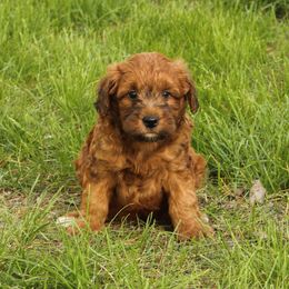 Larry - Wheaten male Whoodle puppy in West Bend, Iowa from Blue Skies Terriers