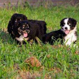 Australian Shepherd Puppies from Kenmont Kennels