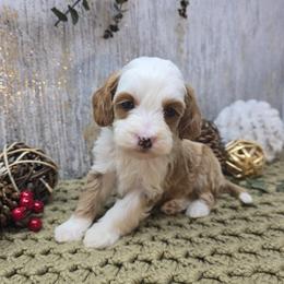 Magellanic - Red  male Goldendoodle puppy in Floyd, Virginia from Hearts and Paws Poodles and Doodles