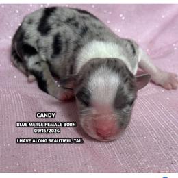 Candy - Blue merle female Australian Shepherd puppy in Bethany, Connecticut from Wynter Thyme Manor Australian shepherds