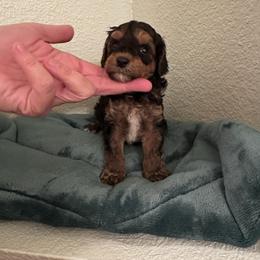 Boy 1 - Phantom male Poodle puppy in Lakeland, Florida from Doodles & Danes