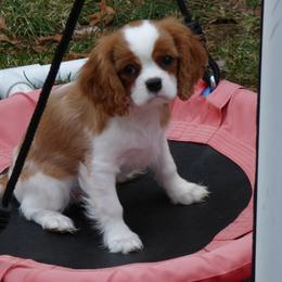 Cavalier King Charles Spaniel Puppies from Streffield Cavaliers