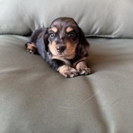 Girl 1 - female Dachshund puppy in Delta, Colorado from Weinderful Dachshunds
