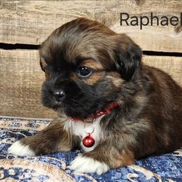 Raphael - Brown male Lhasa Apso puppy in Jefferson, New York from Absolute Lhasa Love