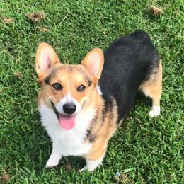 Priss - Pembroke Welsh Corgi