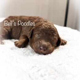 Nate - Red  male Poodle puppy in Fresno, California from Bell’s Poodles Of California