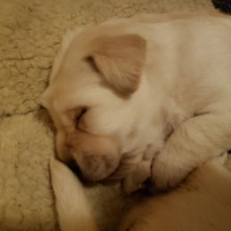 Labrador Retriever Puppies from Remington Labradors