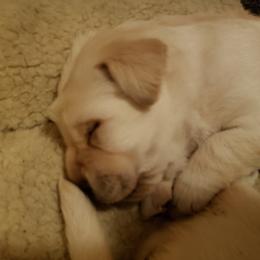 Labrador Retriever Puppies from Remington Labradors