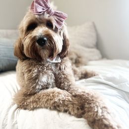 Baylor - Goldendoodle