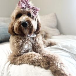 Baylor - Goldendoodle