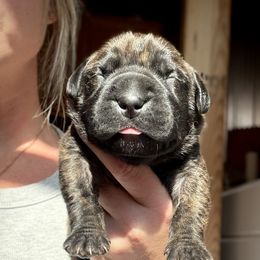 Blue Collar Male - Brindle male Boerboel puppy in Manitowoc, Wisconsin from Mae Boerboel