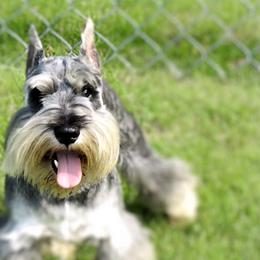 BUTCH - Miniature Schnauzer