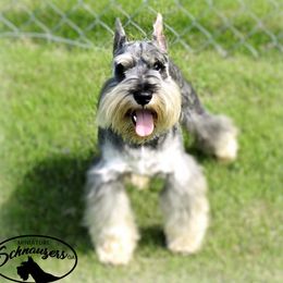 BUTCH - Miniature Schnauzer