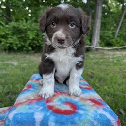 Boy 2 - Red tri-color male Australian Shepherd puppy in Hillsboro, Illinois from Perfect Paws Puppies
